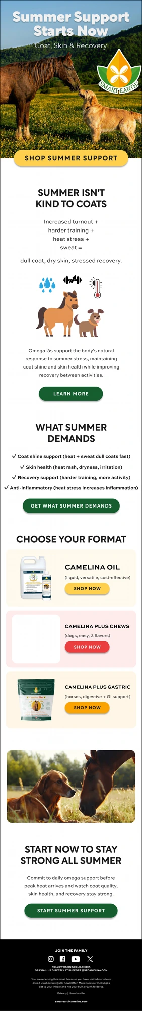 Summer Support campaign. Coat, skin and recovery, format chooser.